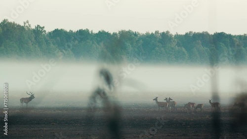 Autumn Serenity: Majestic Deer Roar in Early Morning Mist