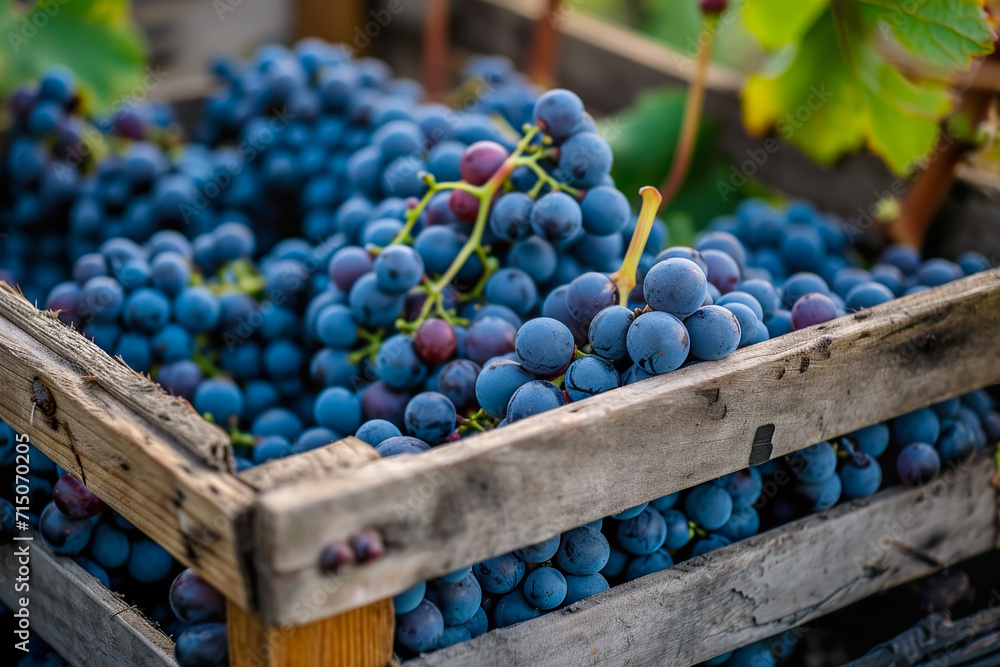 crate of plump grapes, with a few still on the vine crate of plump grapes, with a few still on the vine