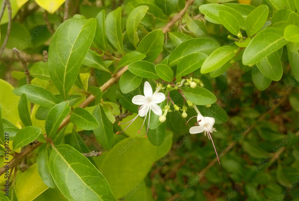 Wild Jasmine flower Wild Jasmine flower