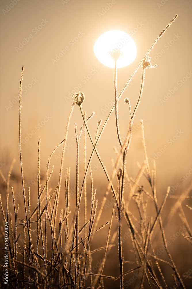 The sun is like a flower on the tip of a withered blade of grass in winter The sun is like a flower on the tip of a withered blade of grass in winter