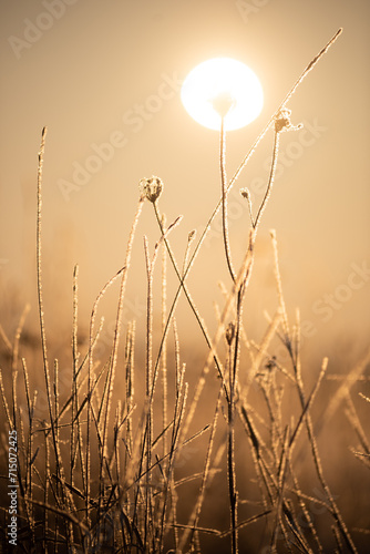 The sun is like a flower on the tip of a withered blade of grass in winter