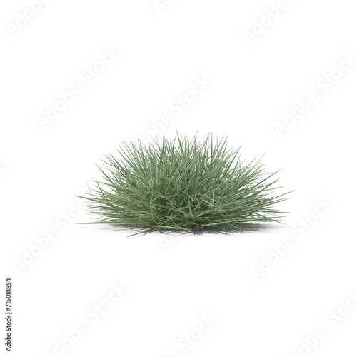 Button Grass PNG