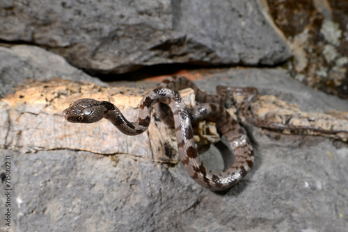 Europäische Katzennatter // European cat snake (Telescopus fallax) - Dalyan, Türkei