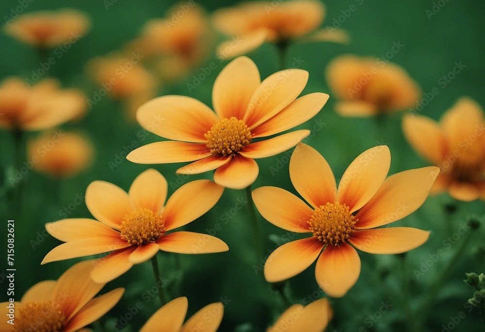 Geometric Orange and Yellow Flowers with Petals on a Green Background Geometric Orange and Yellow Flowers with Petals on a Green Background