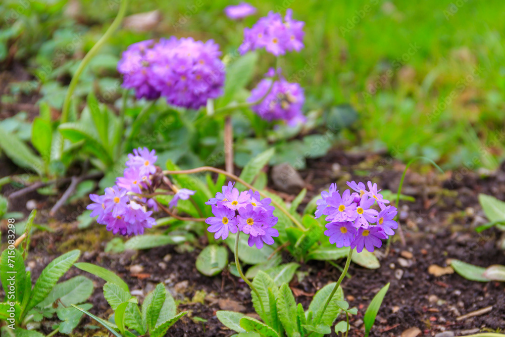 Drumstick primula (Primula denticulata) on a flowerbed in the garden Drumstick primula (Primula denticulata) on a flowerbed in the garden