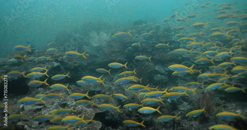A large group of yellowback fusilier fish swimming in same direction.