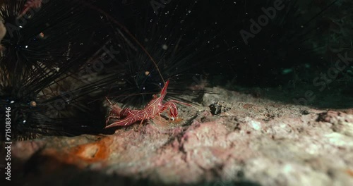 Very close shot of a red and white Banded coral shrimp in Thailand.