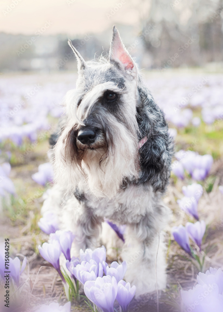 salt and pepper miniature schnauzer with a long beard and a pink collar stand at the first lilac spring flowers