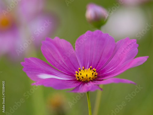 close up of a isolated pink summer flower