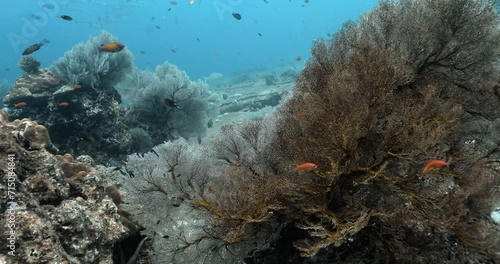 Deep ocean scenery of multi colored fire corals and small fishes. photo