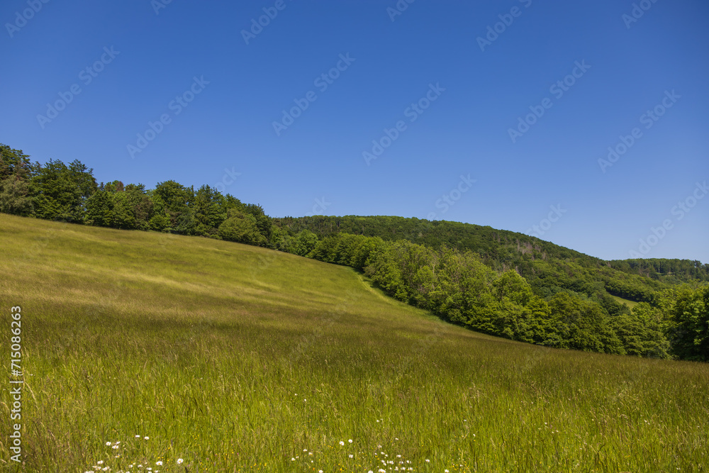 A meadow with tall green grass. In the background there is a forest and a blue sky.
