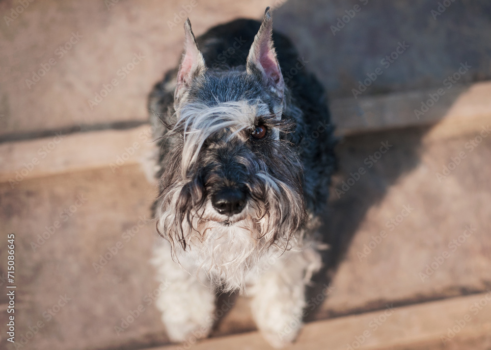 Elegant adult salt and pepper miniature schnauzer with very long eyelashes sits and looks at the camera on the training ground, portrait