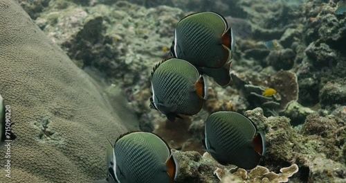 Group of Redtail butterflyfish enjoying the water of the ocean. photo