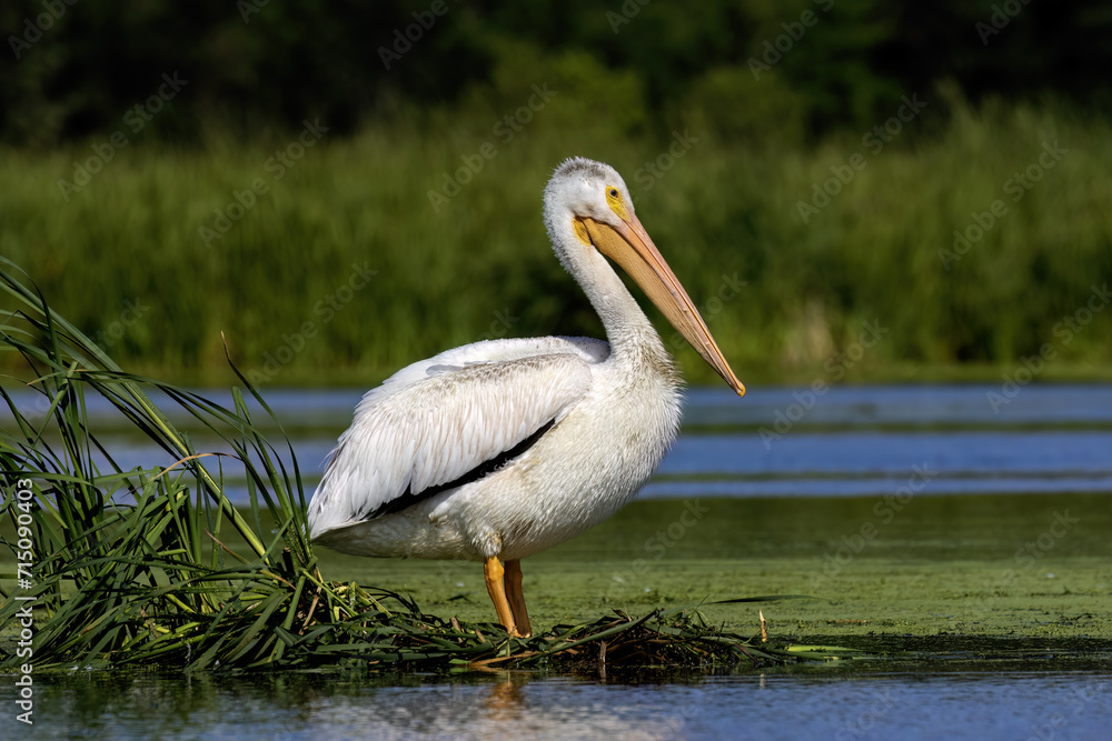 White American pelican(Pelecanus erythrorhynchos) resting after hunting on marsh in the natural area of Wisconsin White American pelican(Pelecanus erythrorhynchos) resting after hunting on marsh in the natural area of Wisconsin