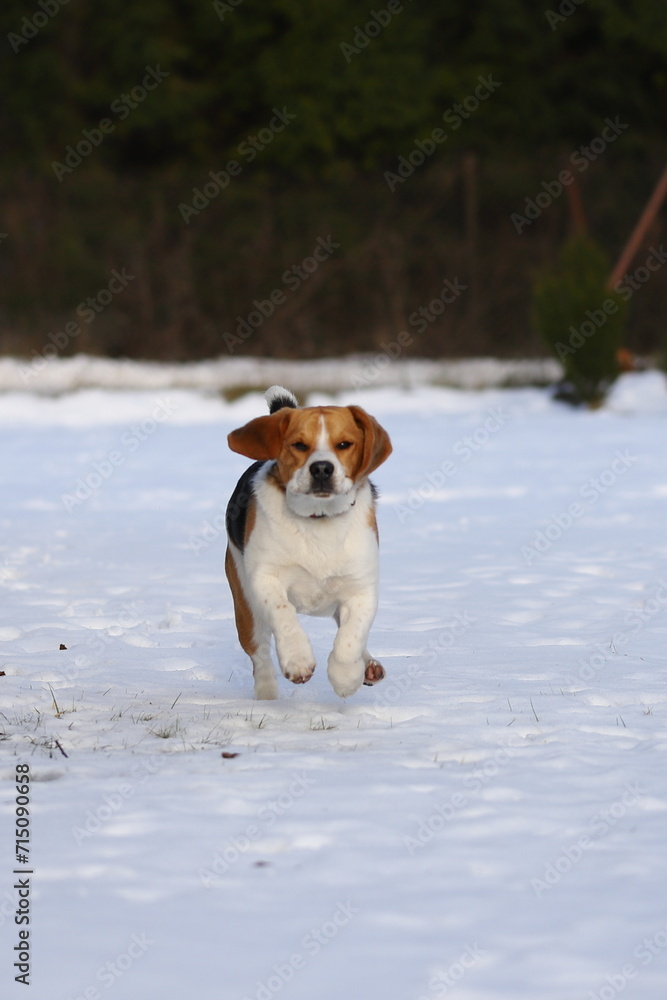 DOG beagle, snow, animal, mammal, winter, puppy, red, tricolor