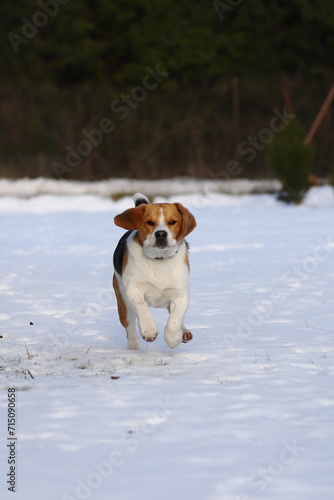 DOG beagle, snow, animal, mammal, winter, puppy, red, tricolor