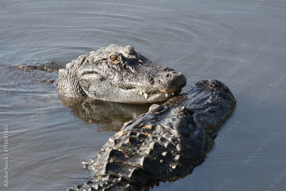 Obraz premium American alligators in courtship, breeding behavior