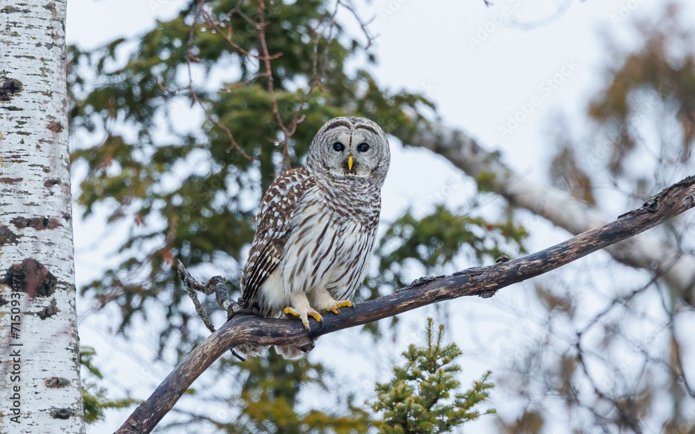 Obraz premium barred owl perched in winter