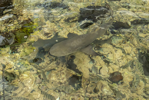 baby lemon sharks swimming in the water