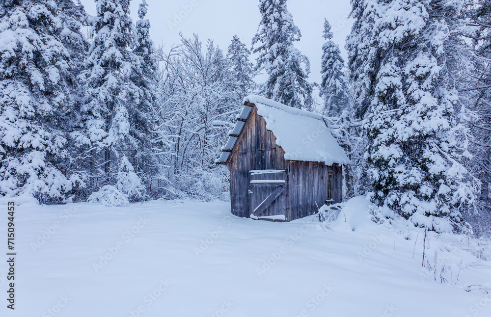 snowy forest shed in winter