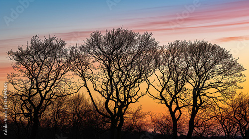 Silhouettes of trees against a vibrant sunset sky, creating a serene and peaceful scene