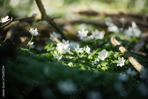 White spring flowers Anemone nemorosa blooms in the sunlight in the forest. Blurred forest floor in the background
