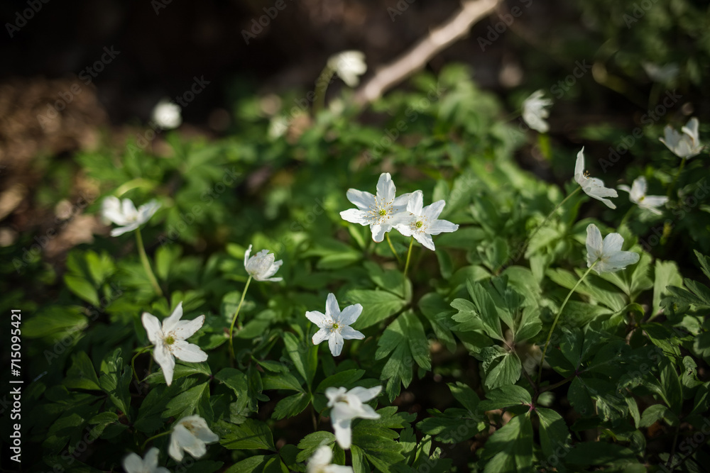 White spring flowers Anemone nemorosa blooms in the sunlight in the forest. Blurred forest floor in the background White spring flowers Anemone nemorosa blooms in the sunlight in the forest. Blurred forest floor in the background