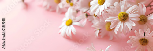 White daisies on a soft pink background with copy space. Women s Day  Valentine s Day and romantic anniversaries. Banner