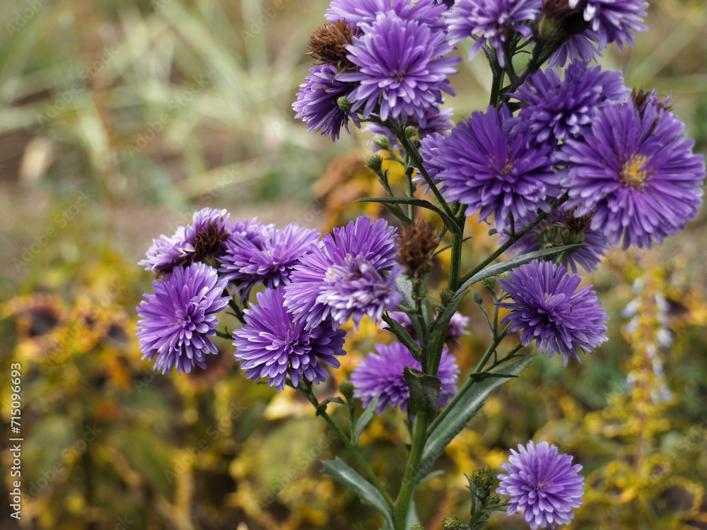 flowers in the garden