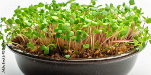 Growing micro green sprouts in container