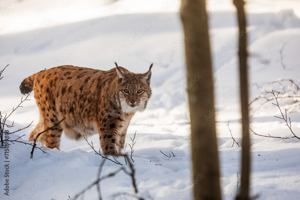 adult male Eurasian lynx (Lynx lynx) is close adult male Eurasian lynx (Lynx lynx) is close