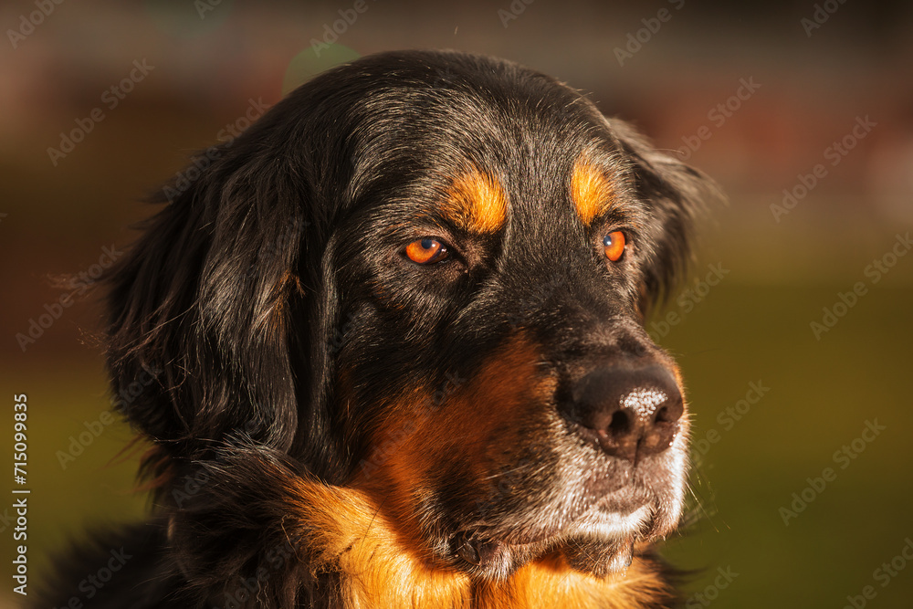 male black and gold Hovie dog nice portrait in low sun male black and gold Hovie dog nice portrait in low sun