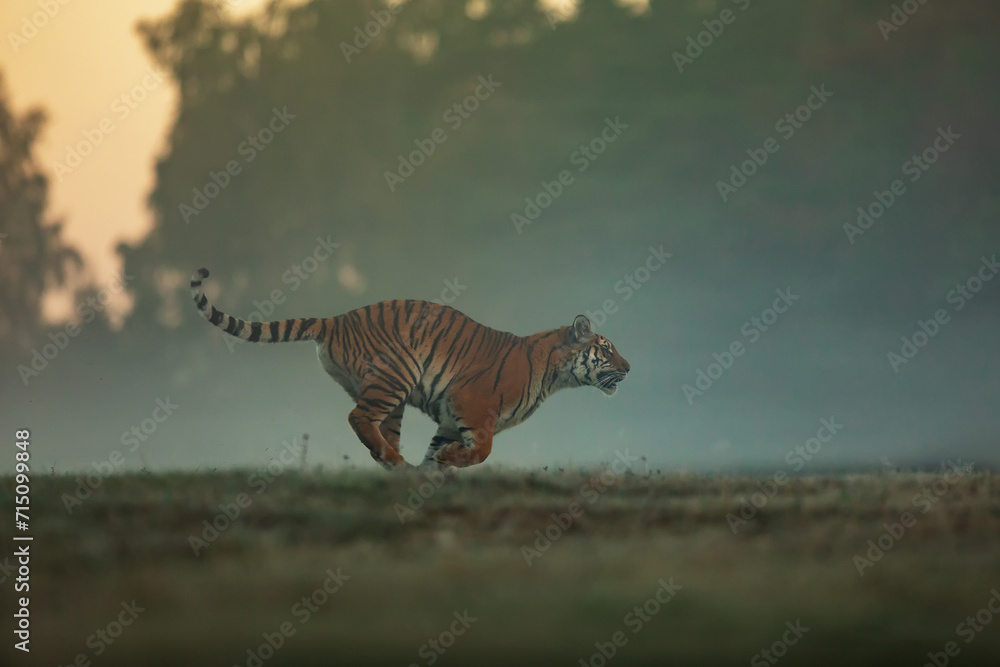 Fototapeta premium Siberian tiger (Panthera tigris tigris) in the early morning run