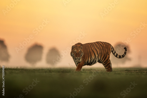 Siberian tiger (Panthera tigris tigris) during sunrise