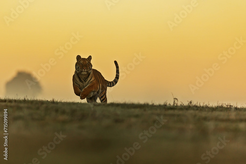 Siberian tiger (Panthera tigris tigris) in the yellow sunrise © michal