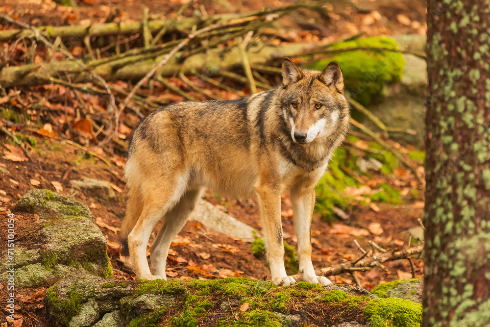Eurasian wolf (Canis lupus lupus) on a stone with moss Eurasian wolf (Canis lupus lupus) on a stone with moss