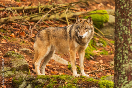Eurasian wolf  Canis lupus lupus  on a stone with moss