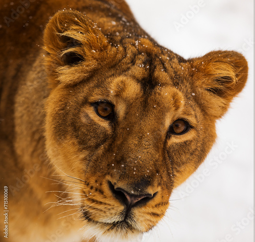 dangerouse lion (Panthera leo) lioness snowy head in detail photo