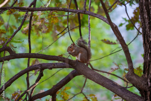 A squirrel of Milan, Italy