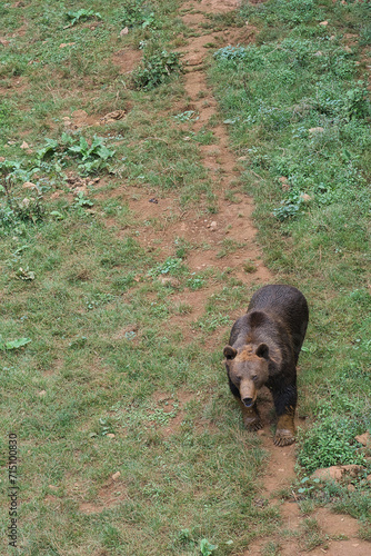 Image of an adult grizzly bears in a zoo