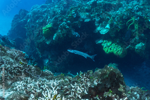Fototapeta Naklejka Na Ścianę i Meble -  Scuba diving Cozumel reefs and animals
