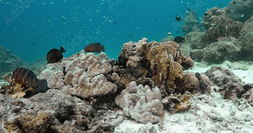 Wallpaper Mural Beauteous view in the Andaman sea of tiny yellow fish between corals. Torontodigital.ca