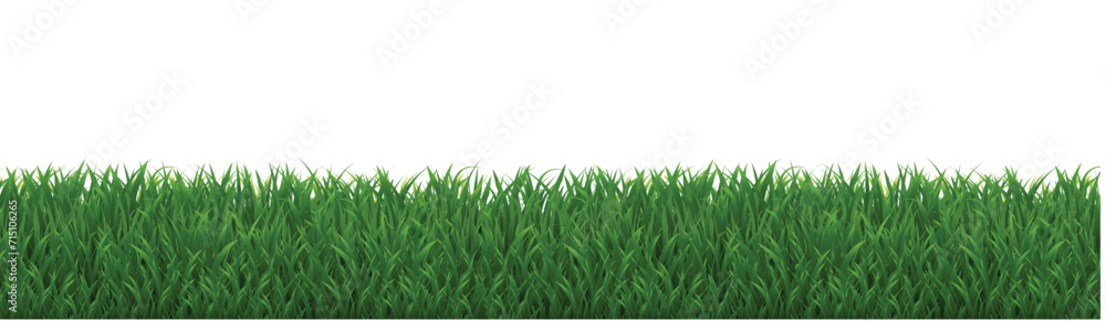Fototapeta premium green grass background