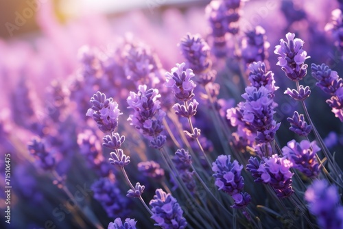  a field of lavender flowers with the sun shining through the purple flowers on the left side of the picture and the center of the field of the flowers on the right side of the picture.