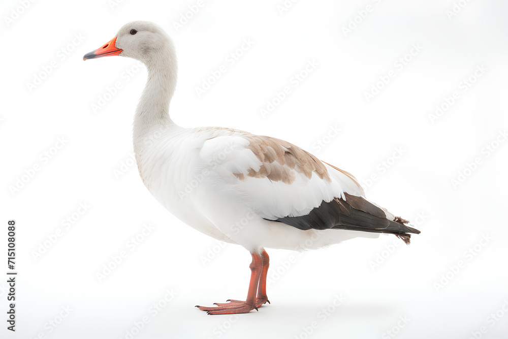 Fototapeta premium goose on a white background