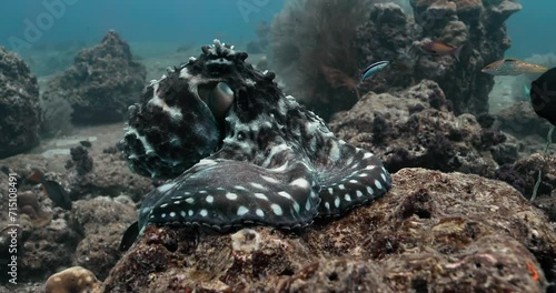 Following shot of a large Octopus repeatedly changing its color. photo