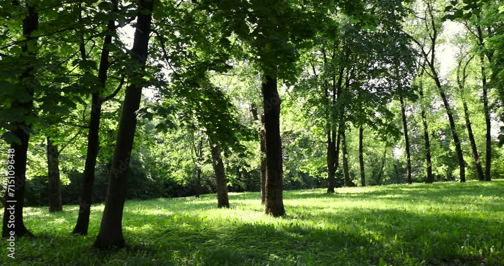deciduous trees with green foliage in spring, green foliage of trees in the park in sunny weather in spring deciduous trees with green foliage in spring, green foliage of trees in the park in sunny weather in spring