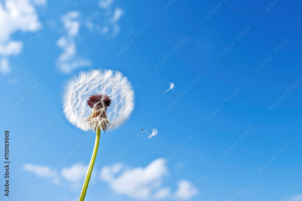 Obraz premium Dandelion Blowing in Wind With Blue Sky Background
