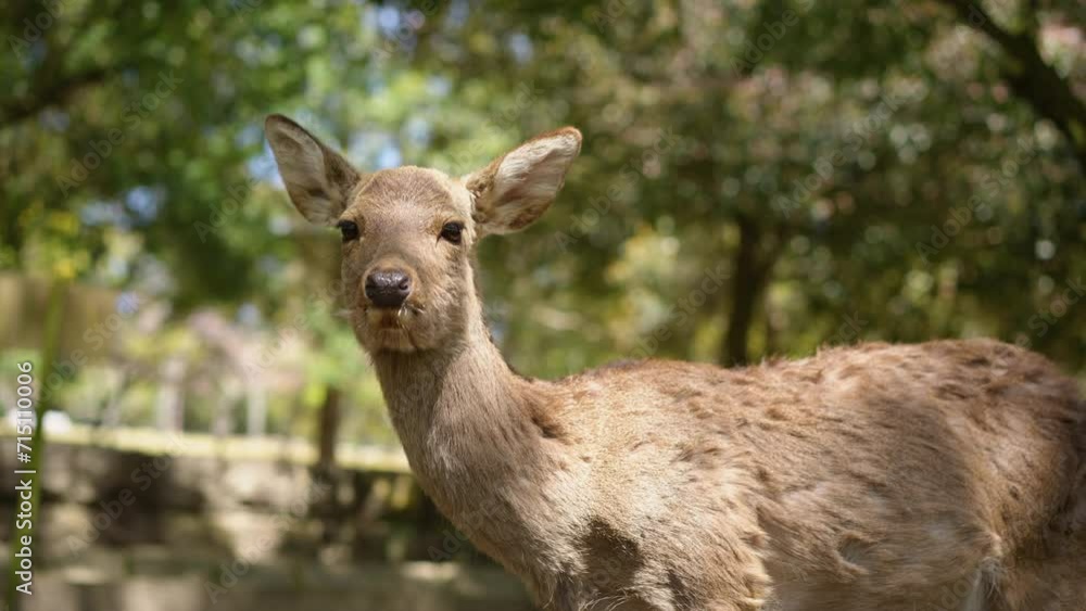 Nara deer looking at the camera Nara deer looking at the camera