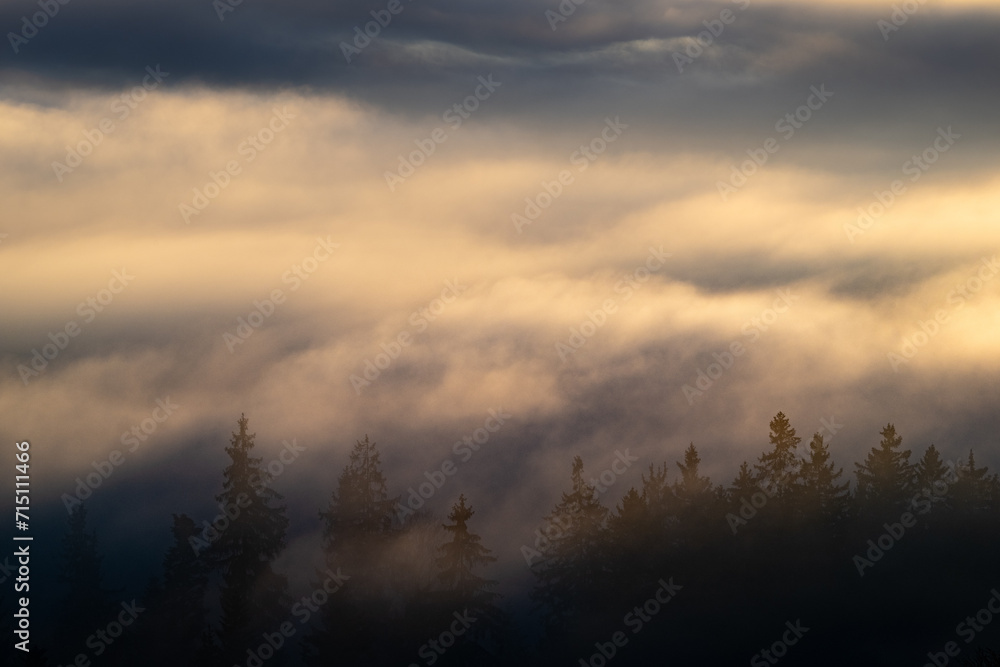 Fototapeta premium Fichtenwipfel in abendlichem Wolkenmeer